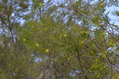 Persoonia virgata