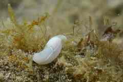 Melanochlamys miqueli