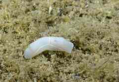 Melanochlamys miqueli
