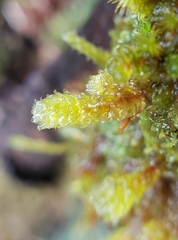 Cladomnion ericoides