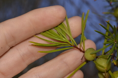 Persoonia virgata