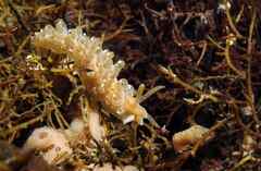Spurilla neapolitana