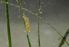 Spurilla neapolitana