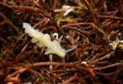 Spurilla neapolitana