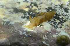 Spurilla neapolitana