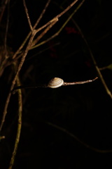 Harmogenanina argentea