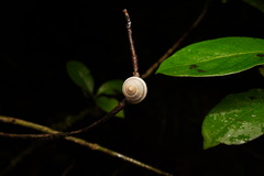 Harmogenanina argentea