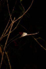 Harmogenanina argentea