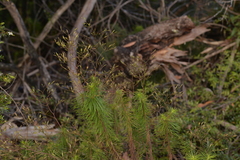 Stylidium laricifolium