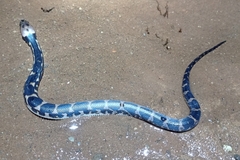 Homalopsis buccata