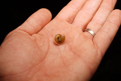 Harmogenanina argentea