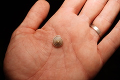 Harmogenanina argentea