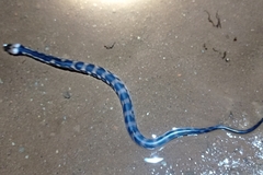 Homalopsis buccata