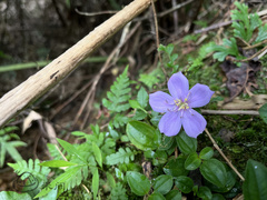 Melastoma dodecandrum