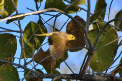 Ptilotula flavescens