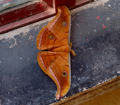 Antheraea paphia