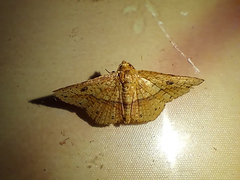 Striglina
