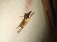 Striglina