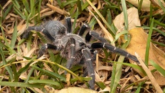 Pterinochilus murinus