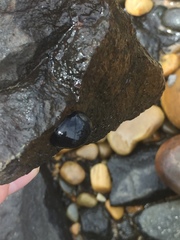 Nerita atramentosa
