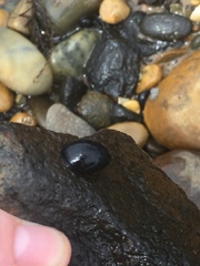 Nerita atramentosa