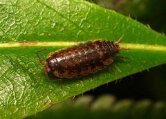 Isopoda