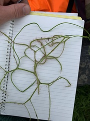 Drosera binata
