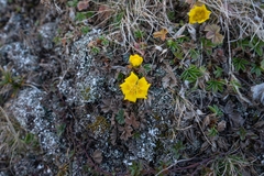 Potentilla incana