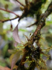 Tetraphidopsis pusilla