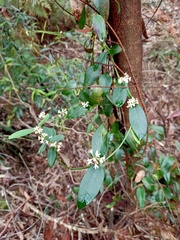 Leichhardtia suaveolens