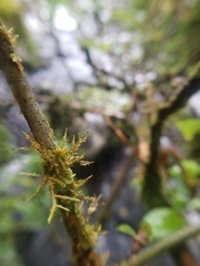 Tetraphidopsis pusilla