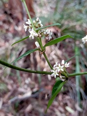 Leichhardtia suaveolens