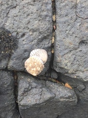 Bembicium nanum