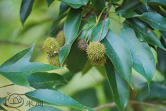 Pterospermum heterophyllum