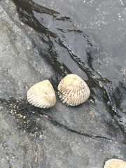 Bembicium nanum