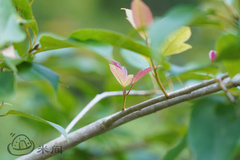 Pterospermum heterophyllum