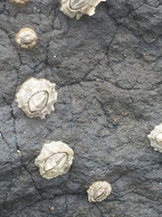 Chthamalus antennatus