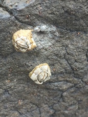 Chthamalus antennatus