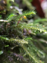 Echinodiopsis hispida