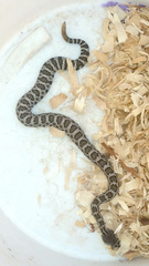 Crotalus oreganus helleri