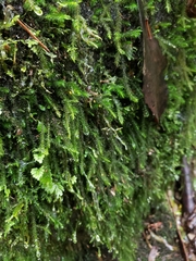 Echinodiopsis hispida