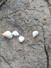 Littorininae