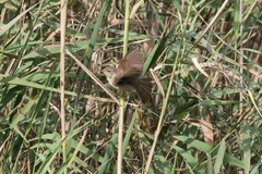 Acrocephalus gracilirostris gracilirostris