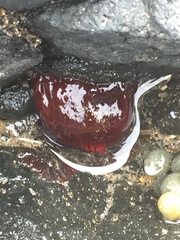 Actinia tenebrosa