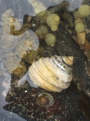 Austrocochlea constricta