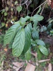 Maesa perlaria formosana