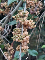 Maesa perlaria formosana