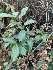 Maesa perlaria formosana