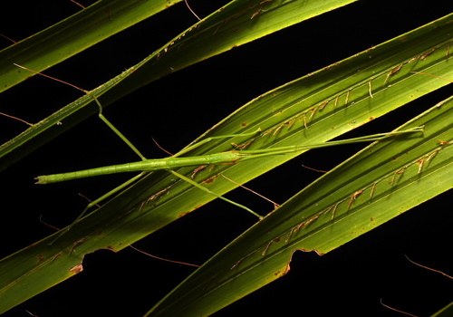 Apterograeffea reunionensis · iNaturalist