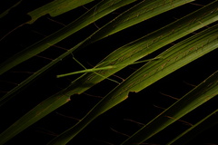 Apterograeffea reunionensis